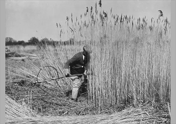 Harvesting Norfolk reed