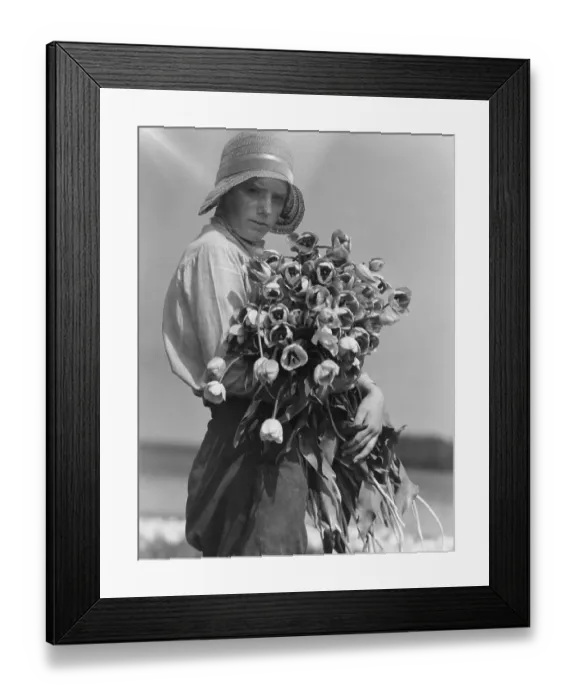 Framed Print : Tulip picking in Lincolnshire