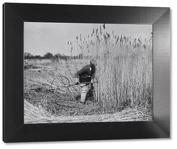 Harvesting Norfolk reed