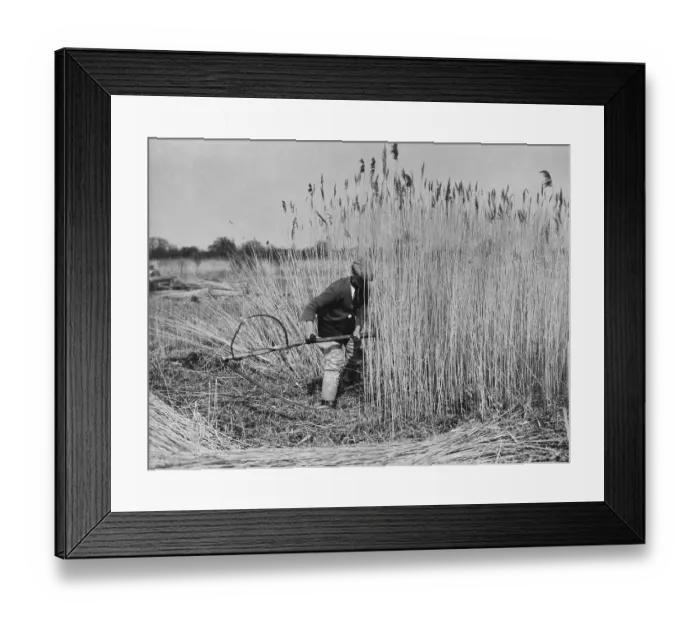 Framed Print : Harvesting Norfolk reed