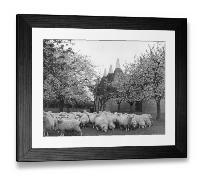 Framed Print : Springtime in Kent
