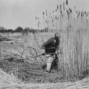 Harvesting Norfolk reed