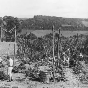 Hop picking in Kent