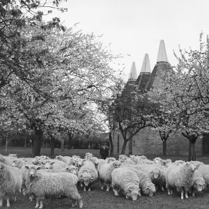 Springtime in Kent