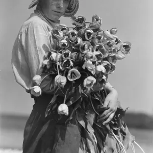 Tulip picking in Lincolnshire