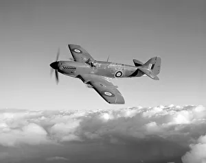 Royal Navy Prints: Fairey Firefly FR. 4