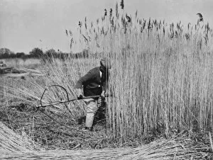 People Collection: Harvesting Norfolk reed