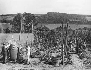 Old England Gallery: Hop picking in Kent
