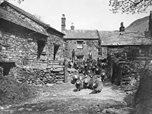 Old England Gallery: A sheep farm in the North of England