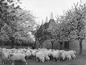 Interwar Gallery: Springtime in Kent