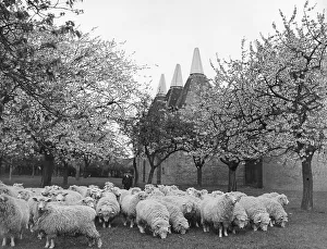 Old England Gallery: Springtime in Kent